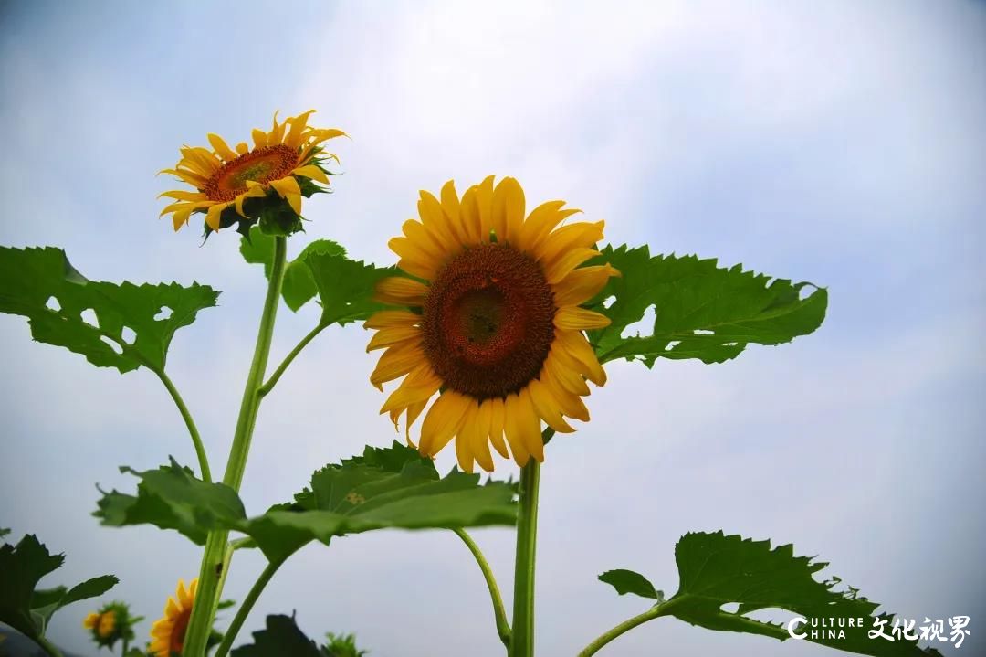 游在济南：最喜夏花之绚烂