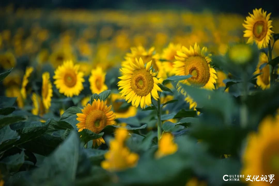 游在济南：最喜夏花之绚烂