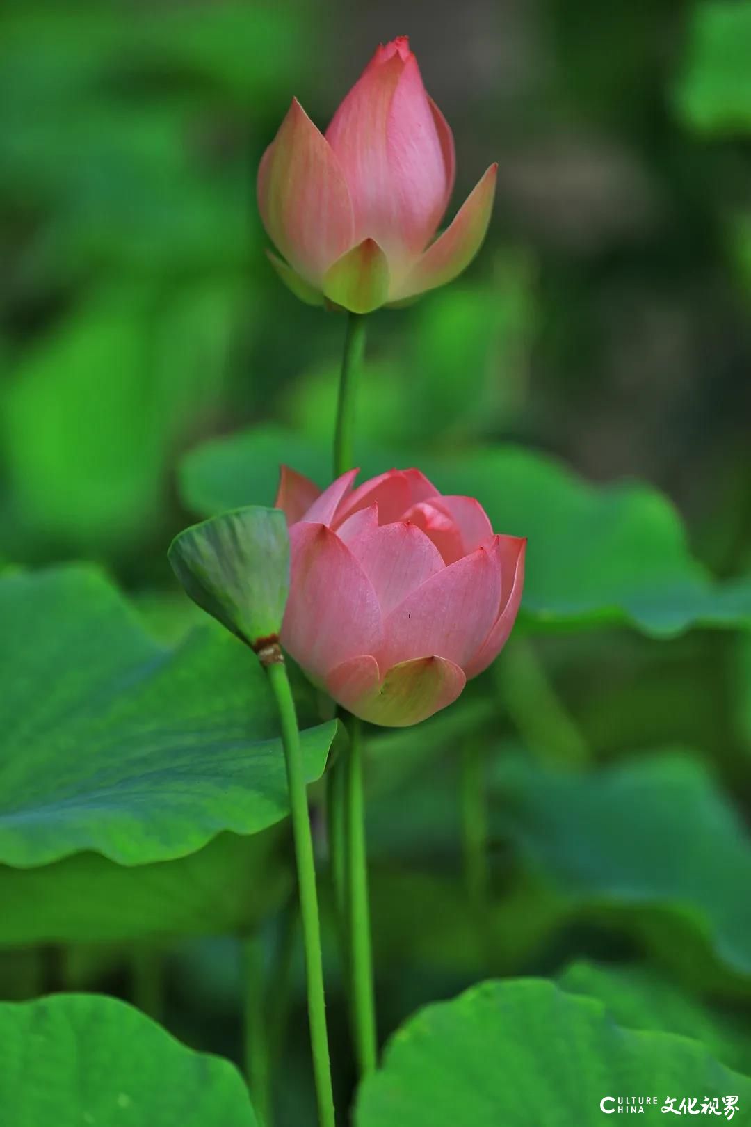 游在济南：最喜夏花之绚烂