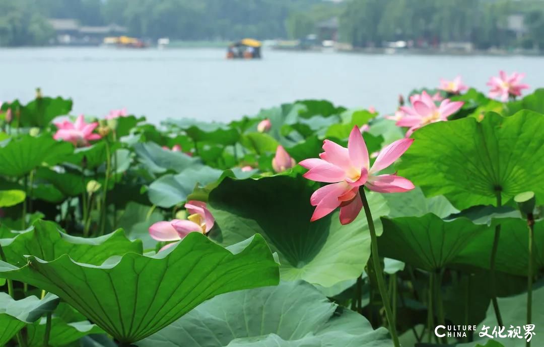 游在济南：最喜夏花之绚烂