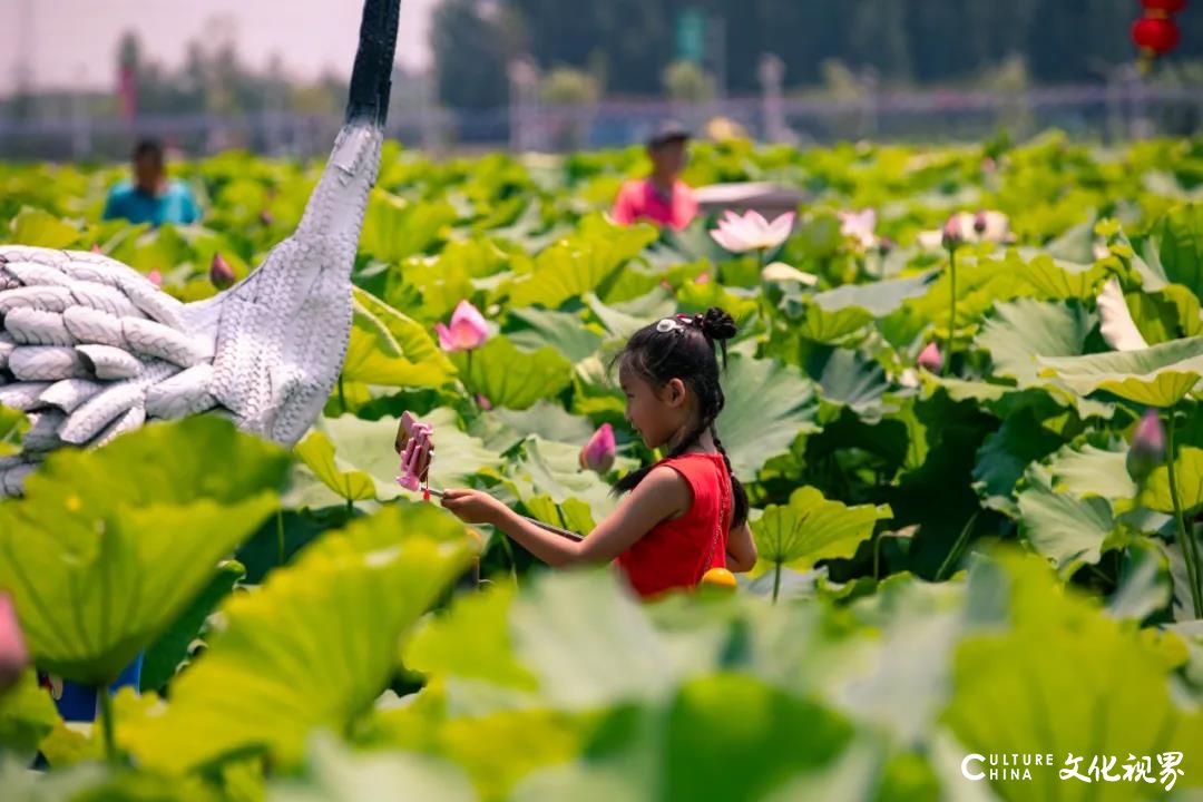 游在济南：最喜夏花之绚烂