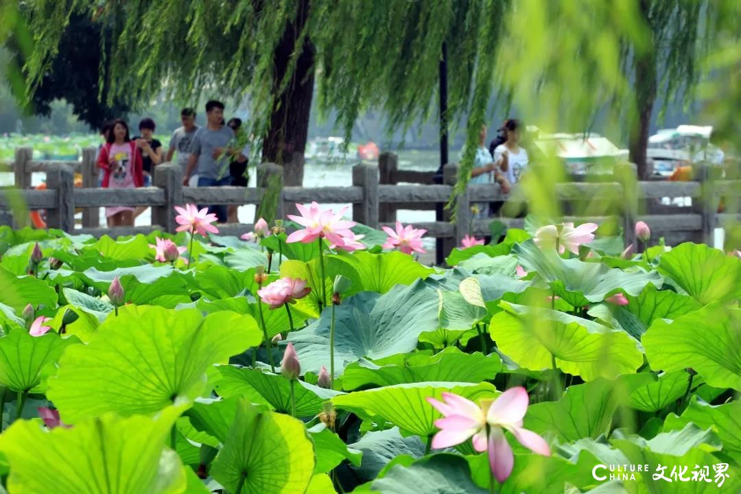 游在济南：最喜夏花之绚烂