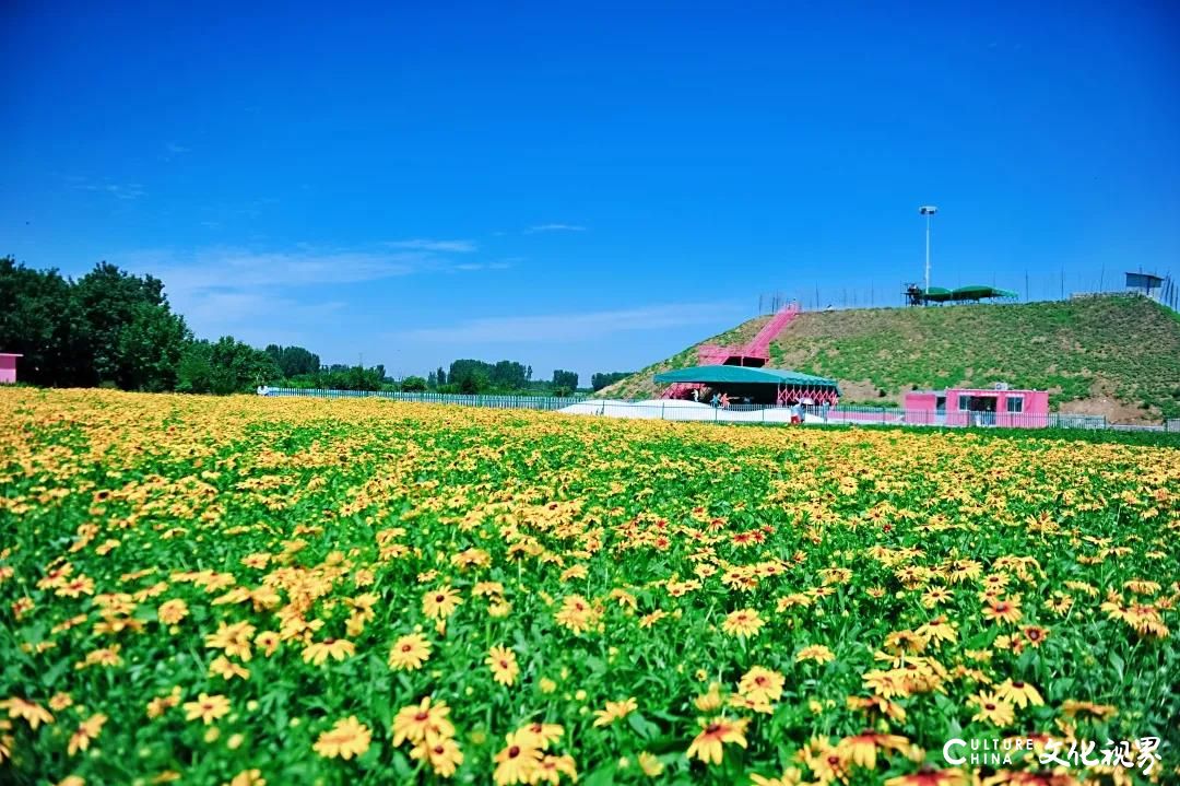 游在济南：最喜夏花之绚烂