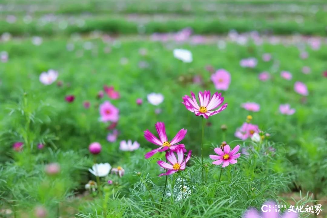 游在济南：最喜夏花之绚烂