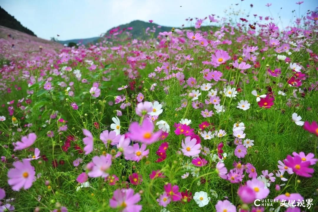 游在济南：最喜夏花之绚烂