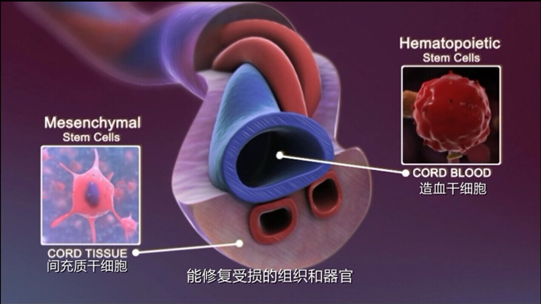 自存脐带血成功救治五岁再障病童，家长坦言庆幸当初的决定