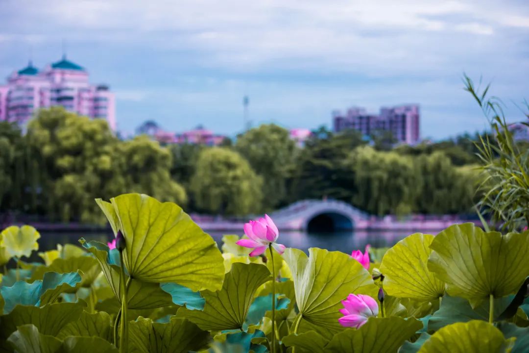 嘉华旅游丨这些地方藏着山东最后的夏天，清爽且美丽