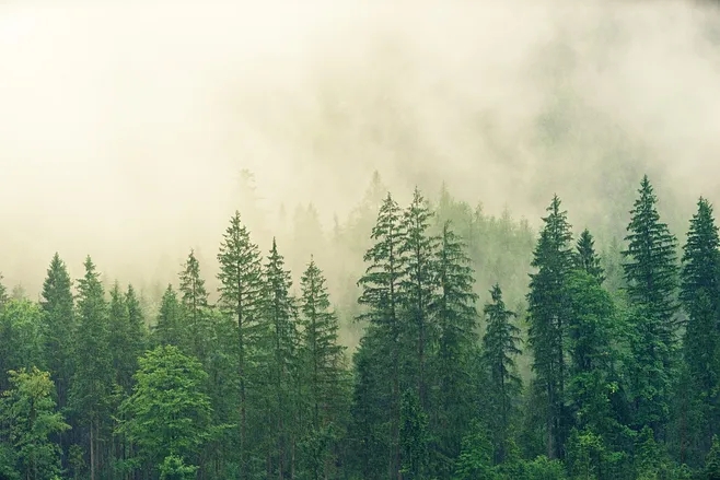 “十四五”林业草原保护发展规划纲要发布：到2025年森林覆盖率要达到24.1%