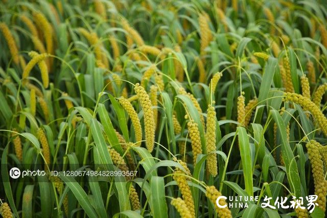 农业研究取得重大突破：水稻种植60天即可收获