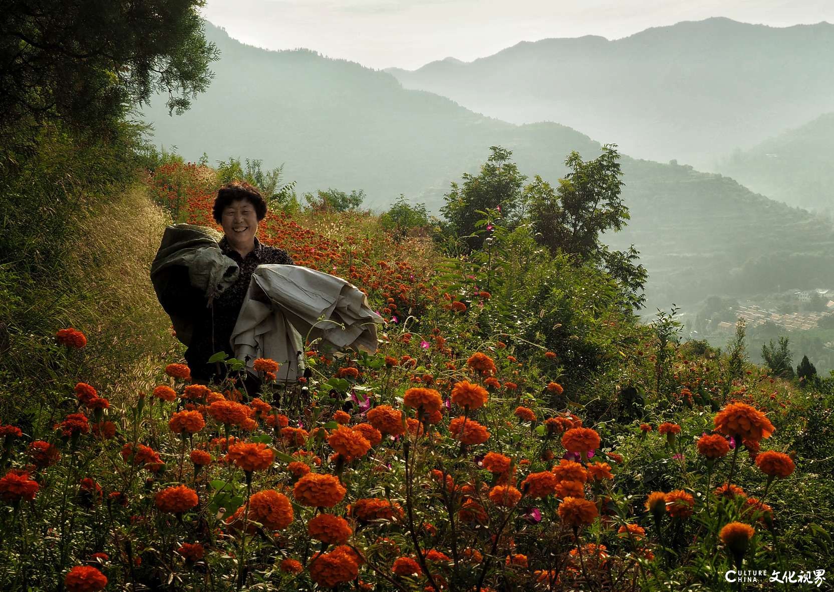 淄博：高山花海下端士，300亩万寿菊怒放迎客