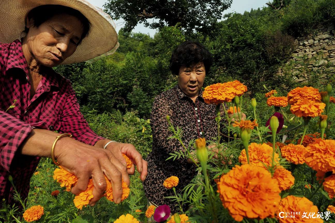 淄博：高山花海下端士，300亩万寿菊怒放迎客