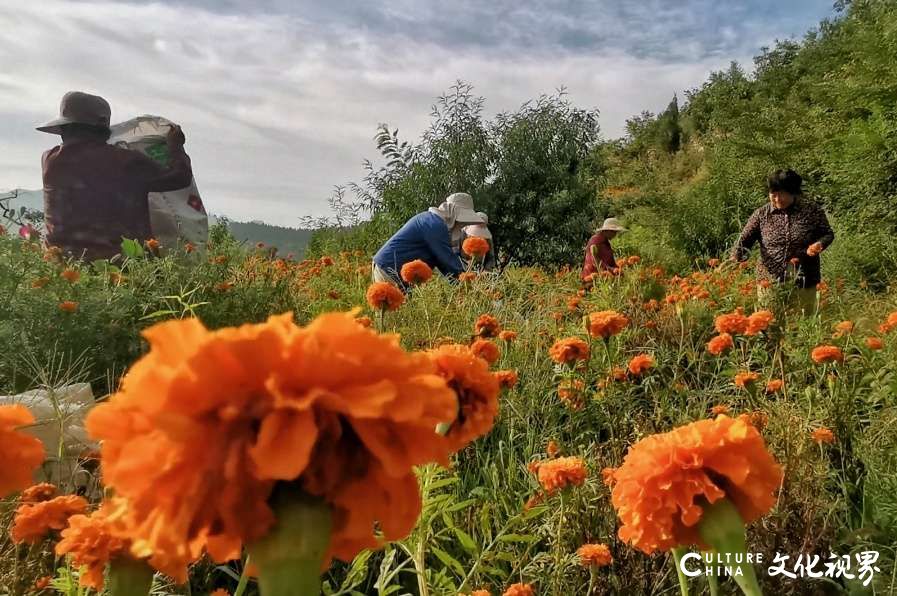 淄博：高山花海下端士，300亩万寿菊怒放迎客