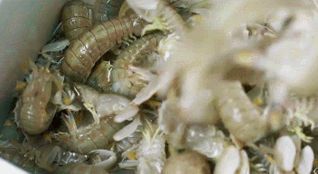9月开海第一波，肥美海蟹端上济南汉峪海风海德堡业主餐桌