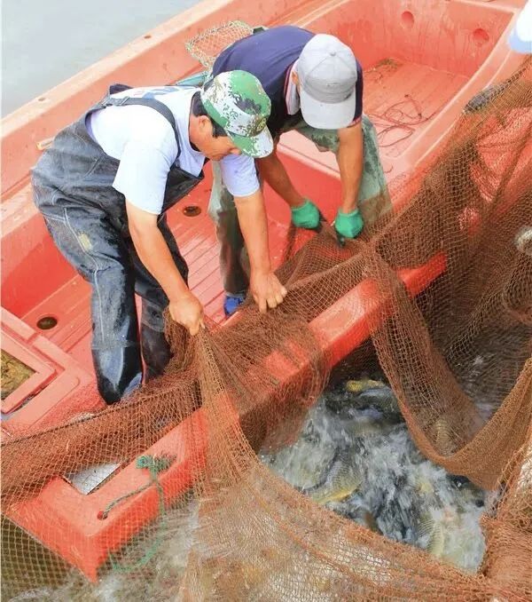 山东外事职业大学“吃鱼节”开动，一连十天的全鱼宴令外校学生艳羡不已