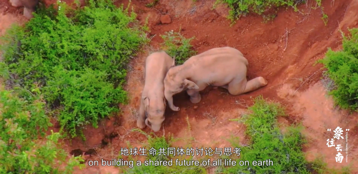 COP15开幕式上，全球代表重温一个大象家族在云南的浪漫之旅