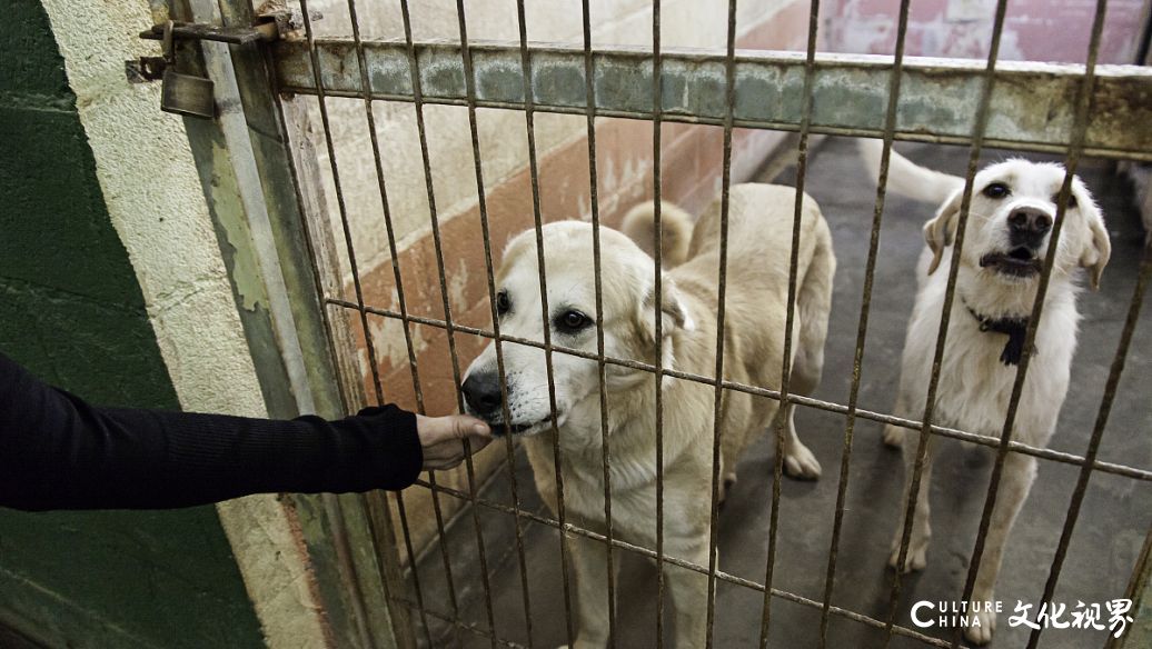 济南拟收取养犬管理服务费，个人养犬初始登记收费300元/只