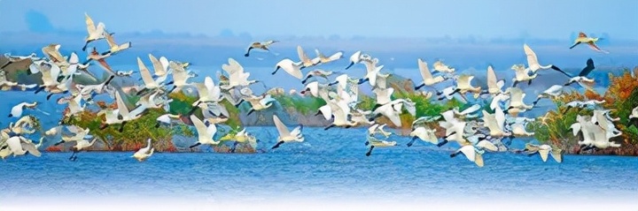 护大河之洲，引百鸟来栖——山东加大黄河三角洲保护力度