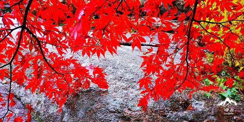 一叶一景一秋韵，嘉华旅游为你绘出山东最全赏红叶地图