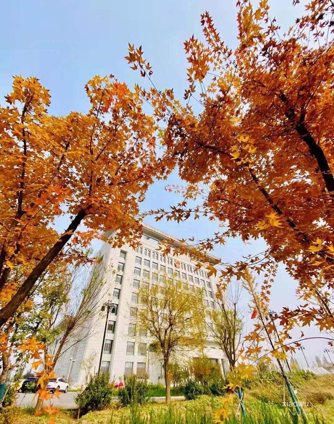 漫步淄博高青落叶大道，与国井来一场秋黄与佳酿的浪漫邂逅