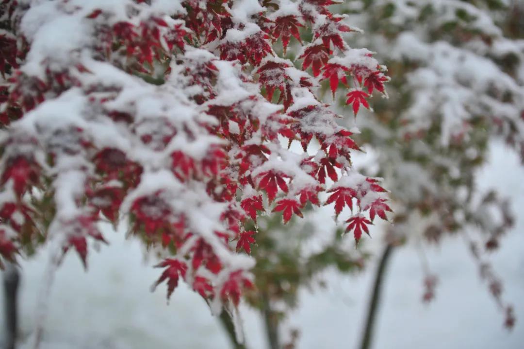 近十年最早初雪降临，雪映泉城奏响冬日恋歌