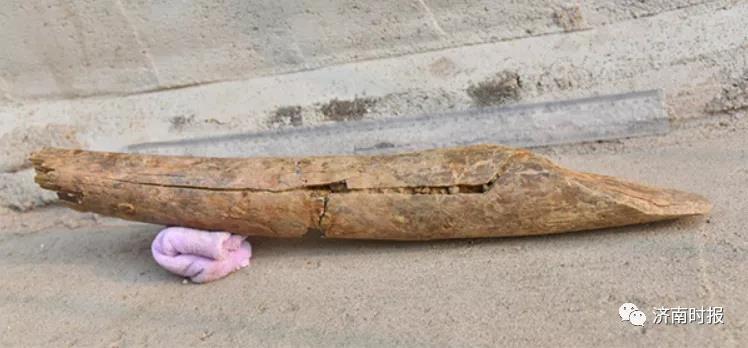 世界罕见！山东沂水跋山遗址发现9.9万年前象牙铲