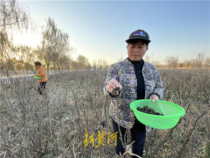 一朵花的跨界之旅——从牡丹产业看菏泽高质量发展