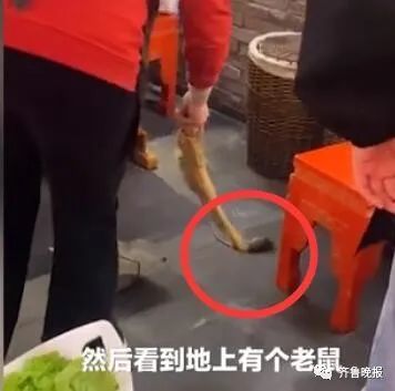 武汉谭鸭血火锅店天降老鼠砸中食客，员工淡定扫走，公司发表致歉声明