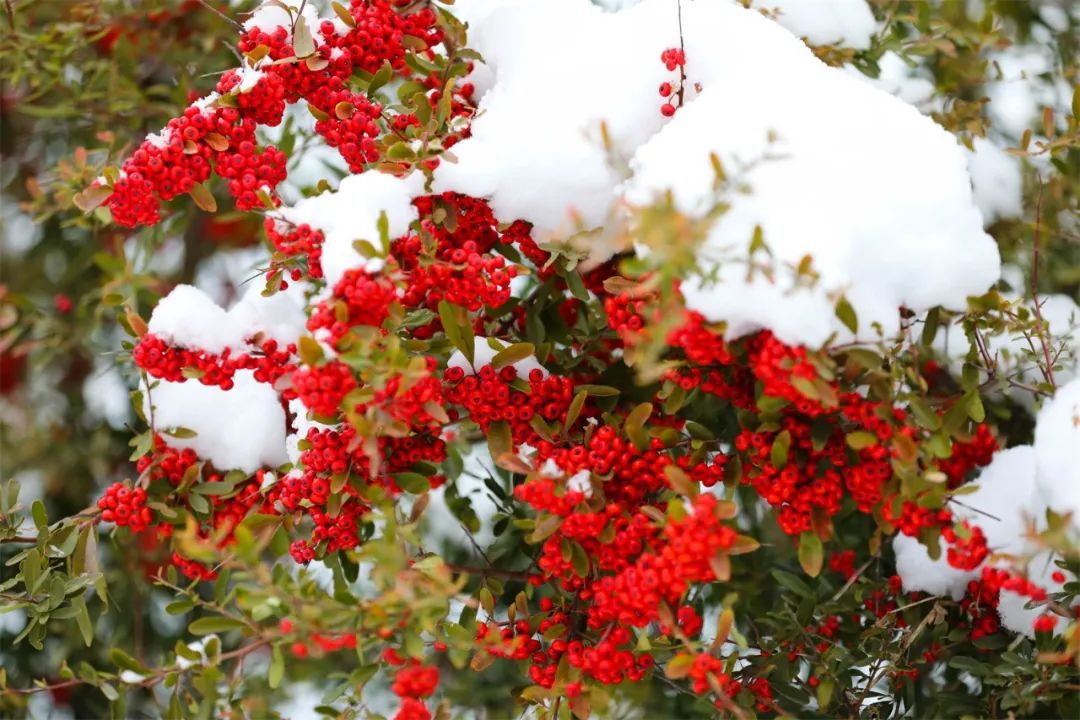 当威海刘公岛遇上雪，浪漫便穿越了百年