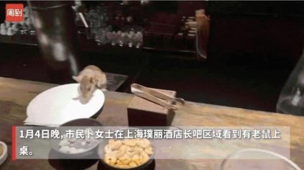 五星级酒店上海璞丽大堂吧惊现老鼠上餐桌，引发网友热议