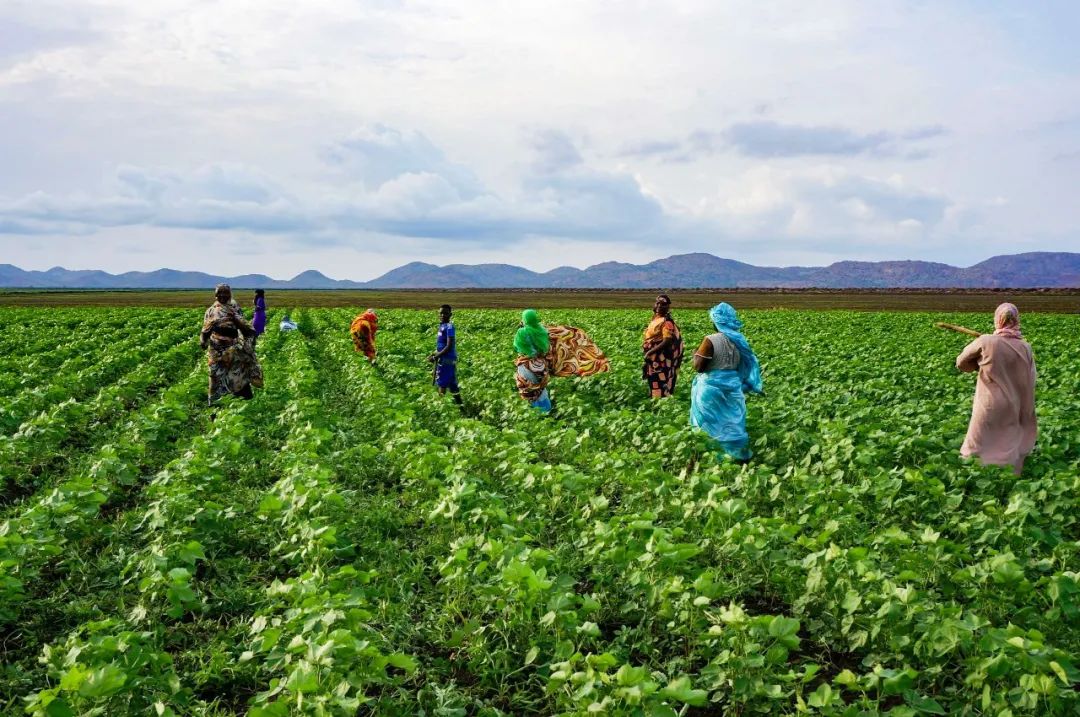 山东高速集团“苏丹棉花项目”获评全球减贫最佳案例