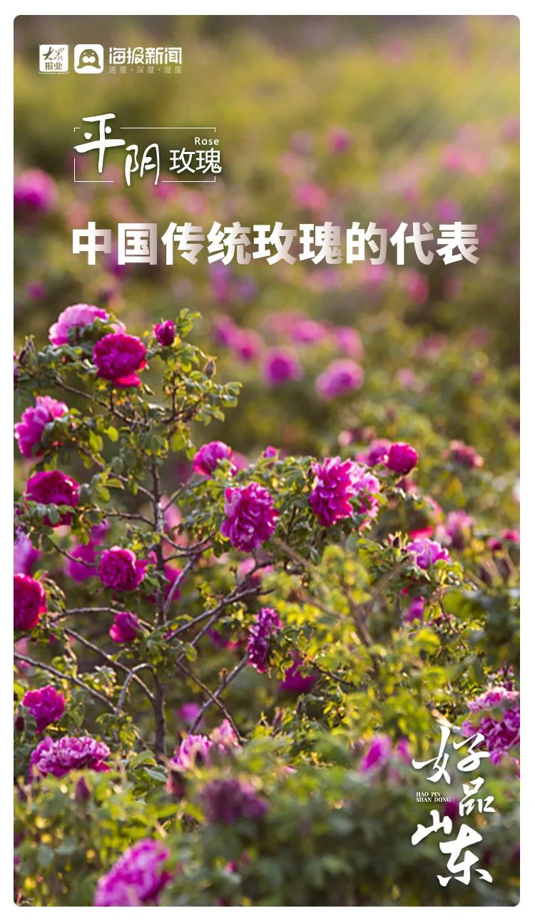 花齐放富贵来，图观齐鲁“花样”特色产业