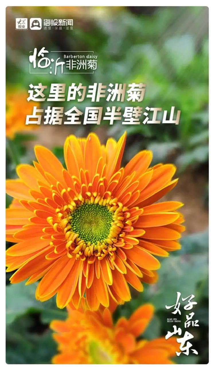 花齐放富贵来，图观齐鲁“花样”特色产业