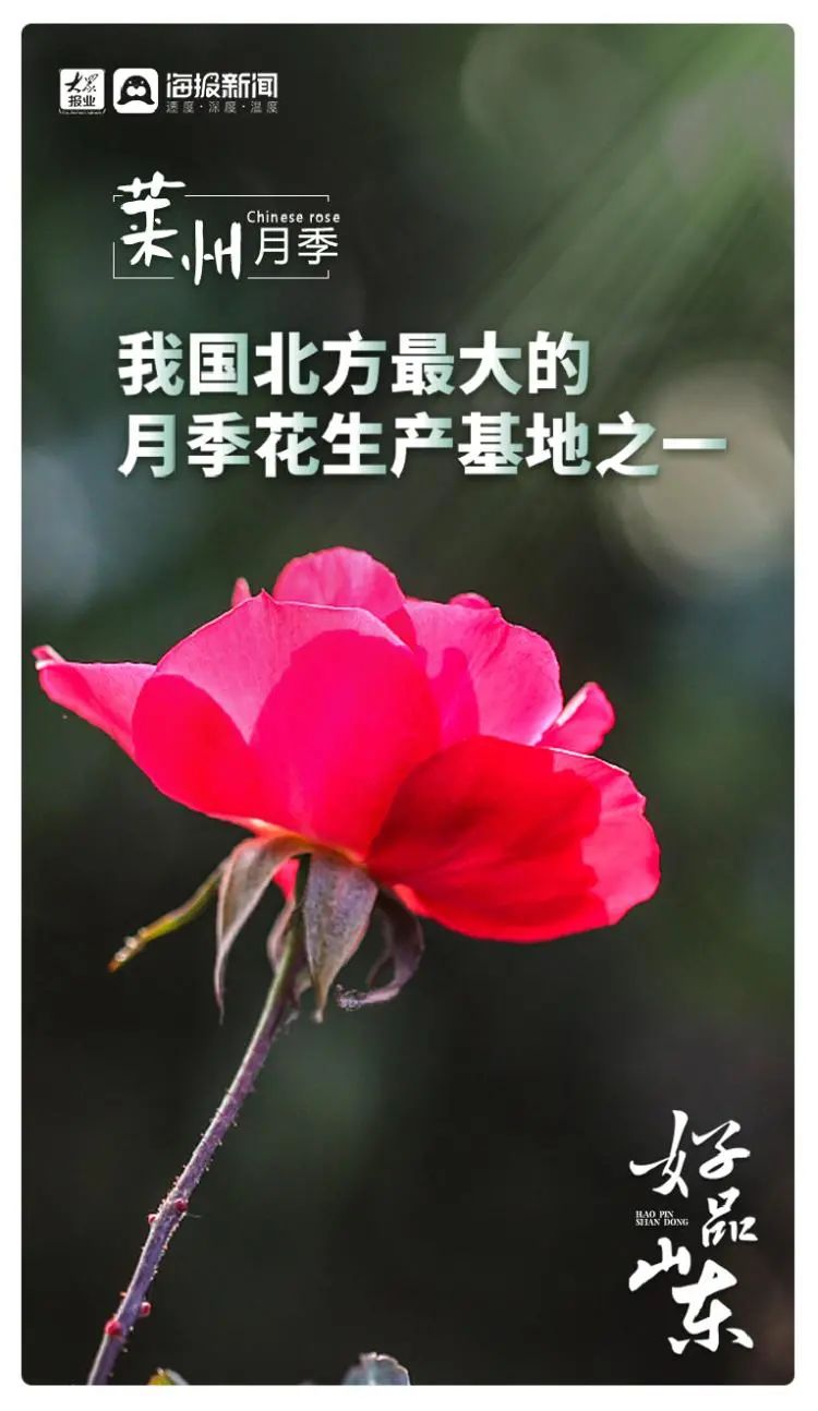 花齐放富贵来，图观齐鲁“花样”特色产业