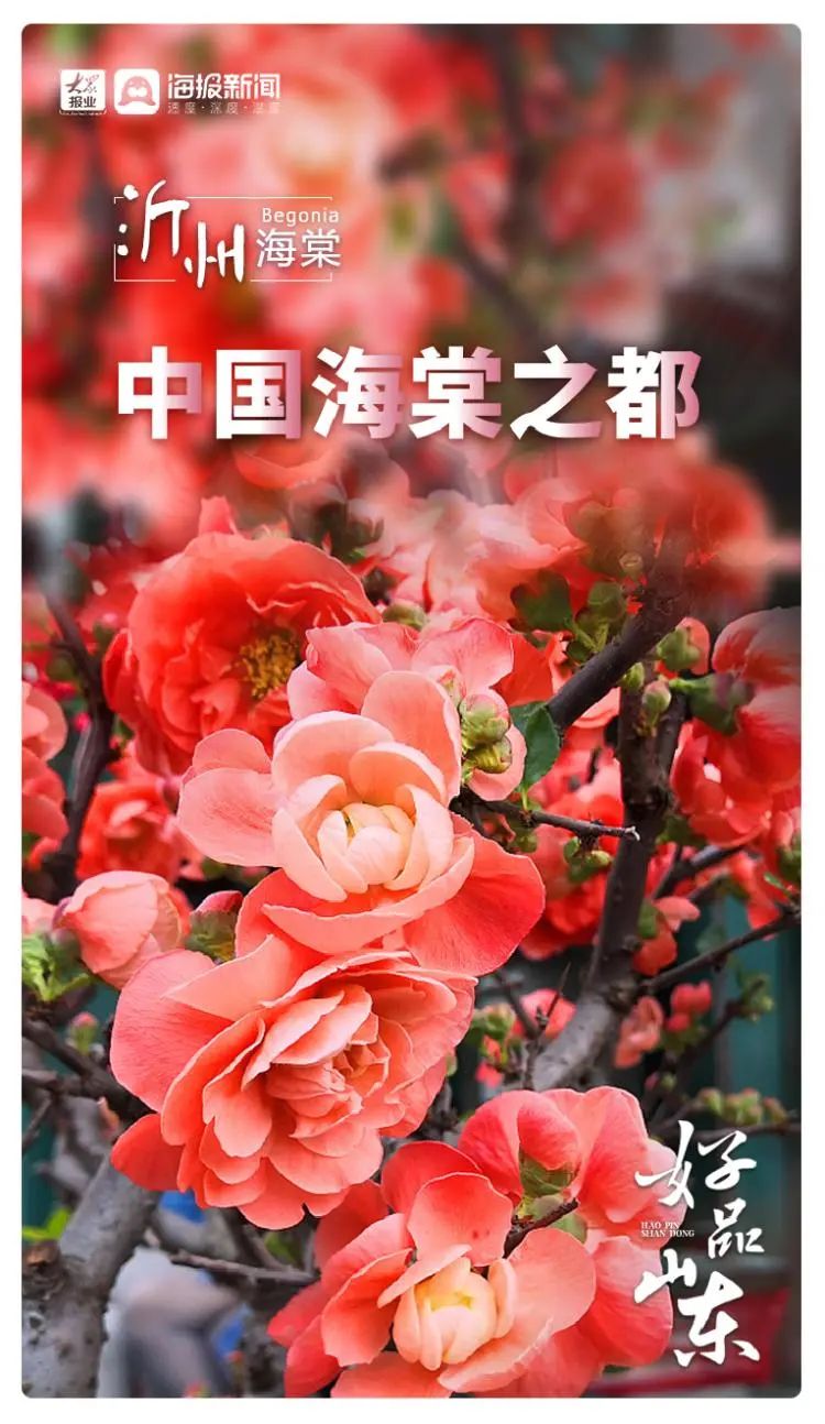 花齐放富贵来，图观齐鲁“花样”特色产业