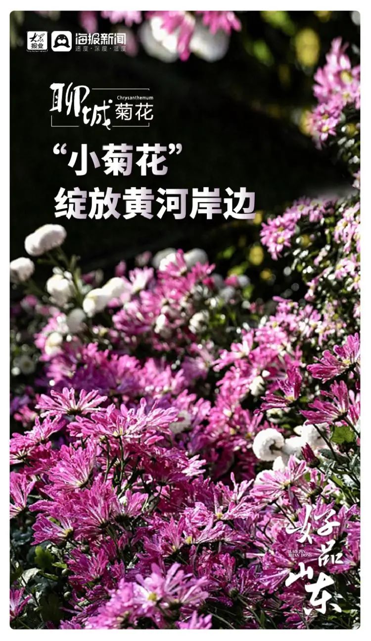 花齐放富贵来，图观齐鲁“花样”特色产业