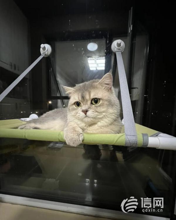 3·15在行动丨宠物猫做绝育手术三小时后死亡，青岛宠圣堂动物医院拒不担责
