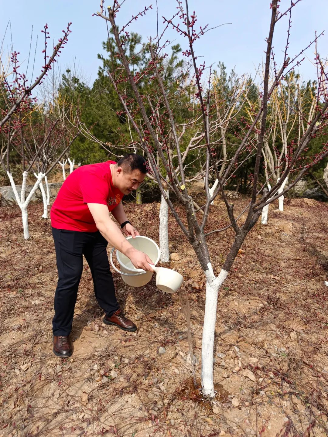 共庆植树节，济南银丰华美达酒店举行绿植灌溉护林活动