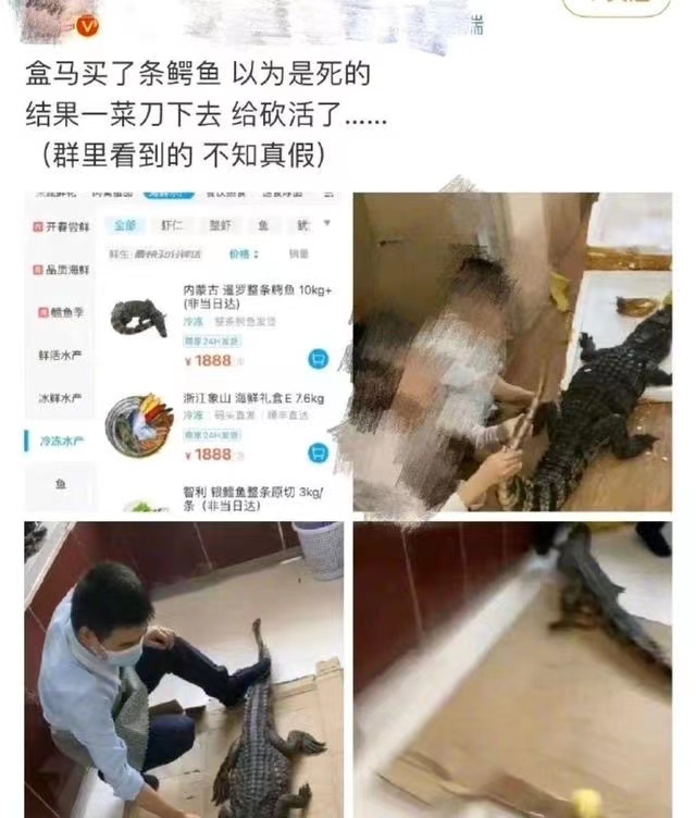 盒马否认售卖活体鳄鱼，供货养殖户称发货前均会宰杀处理