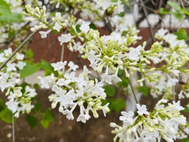 山师齐鲁实验学校有序开展集体教研、线上教学