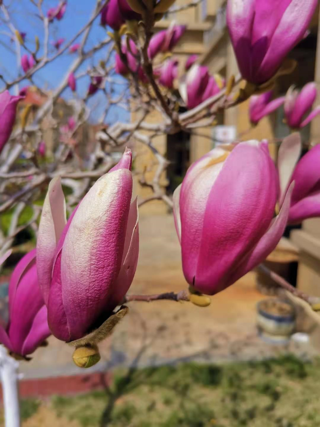 百花争艳    姹紫嫣红——著名作家李富胜诗赋醉人春光