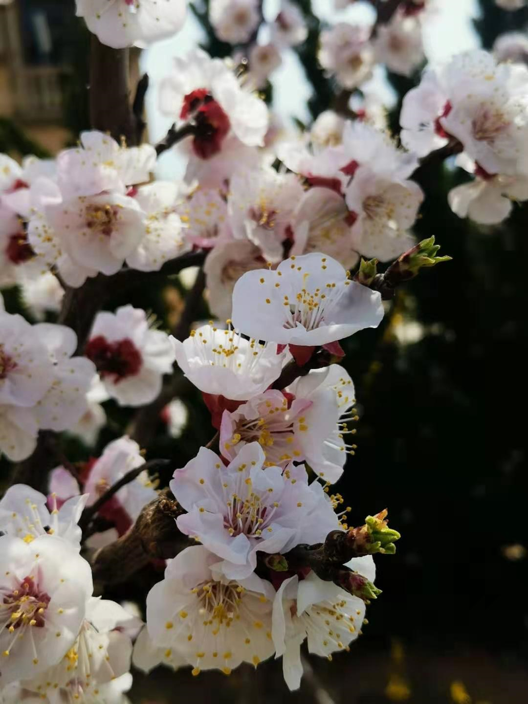 百花争艳    姹紫嫣红——著名作家李富胜诗赋醉人春光