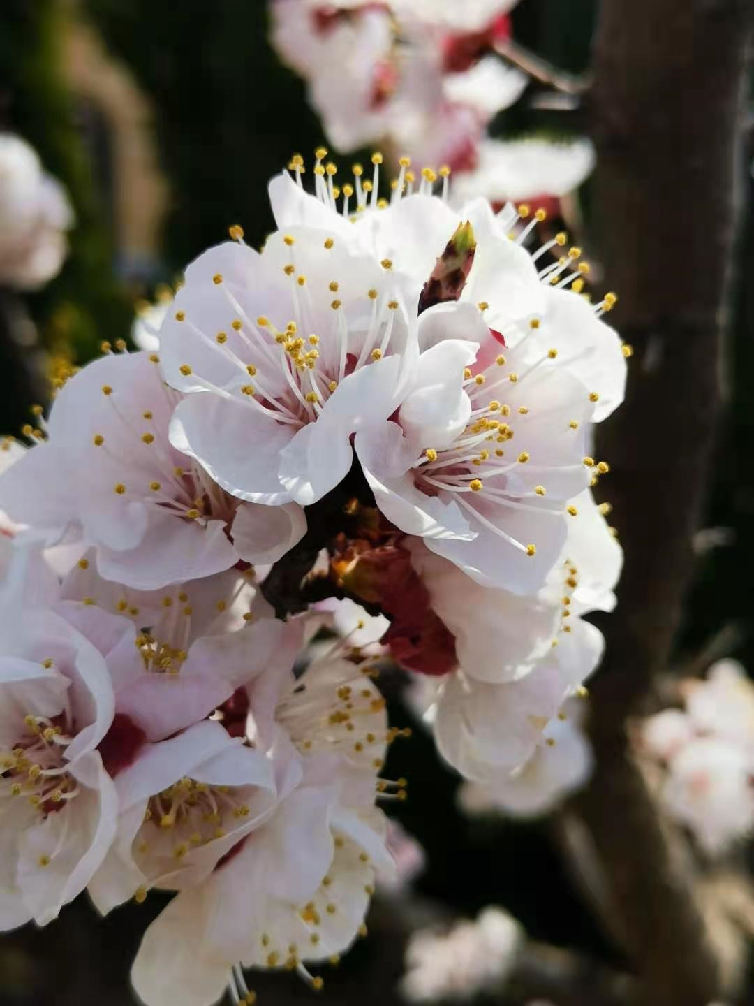 百花争艳    姹紫嫣红——著名作家李富胜诗赋醉人春光