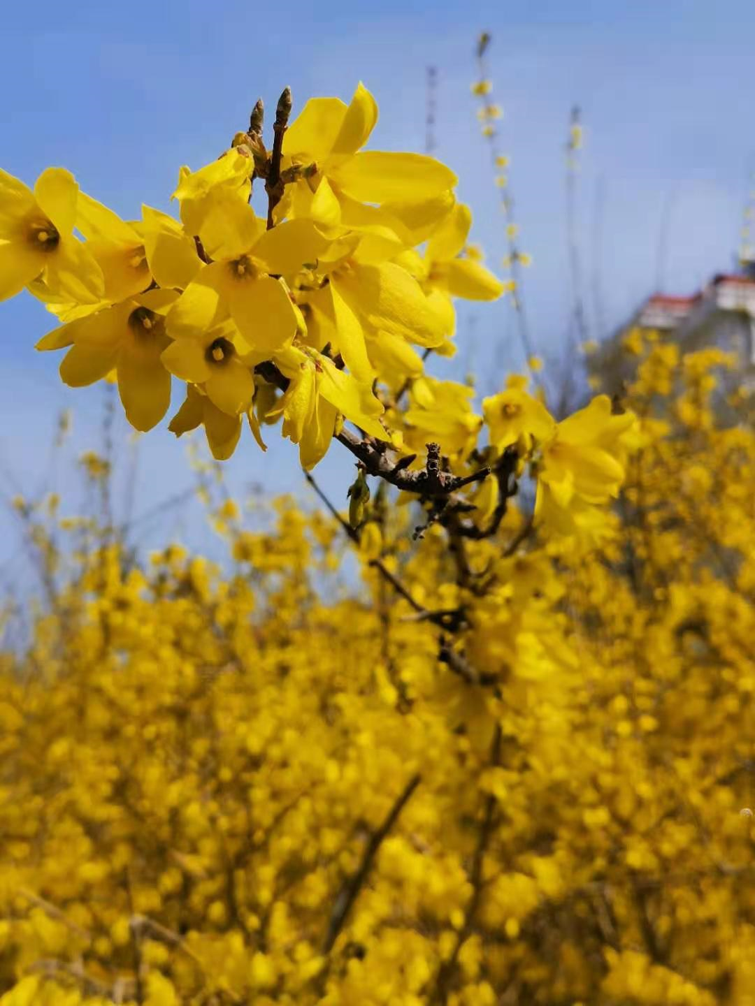 百花争艳    姹紫嫣红——著名作家李富胜诗赋醉人春光