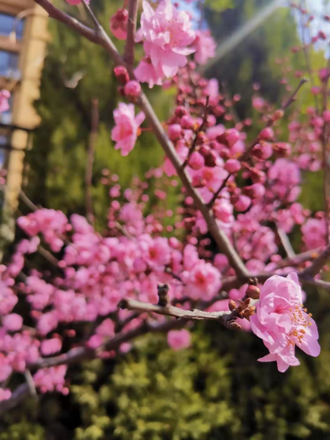 百花争艳    姹紫嫣红——著名作家李富胜诗赋醉人春光