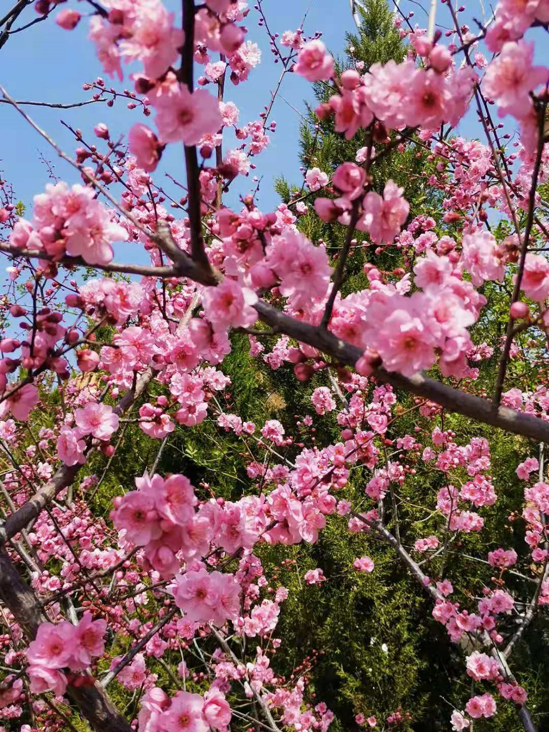 百花争艳    姹紫嫣红——著名作家李富胜诗赋醉人春光