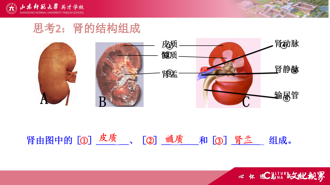 解码线上“7V”模型——山师英才“7V”线上教学变式下的初中学科课例精选（2）