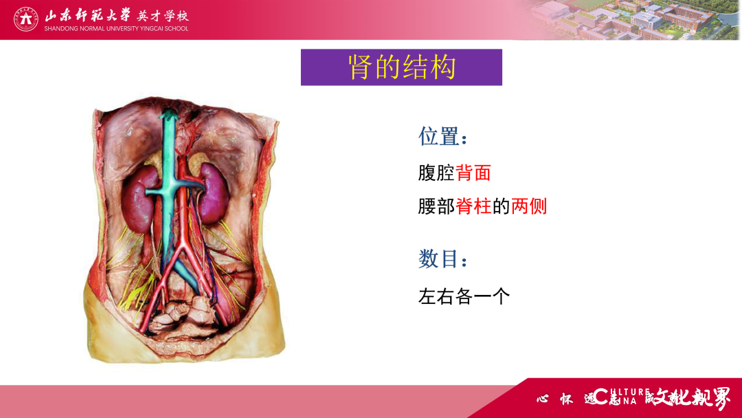 解码线上“7V”模型——山师英才“7V”线上教学变式下的初中学科课例精选（2）