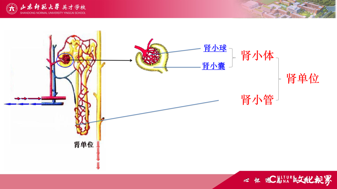 解码线上“7V”模型——山师英才“7V”线上教学变式下的初中学科课例精选（2）