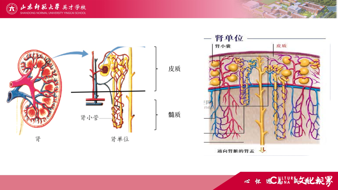 解码线上“7V”模型——山师英才“7V”线上教学变式下的初中学科课例精选（2）