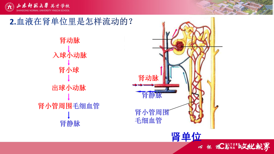 解码线上“7V”模型——山师英才“7V”线上教学变式下的初中学科课例精选（2）